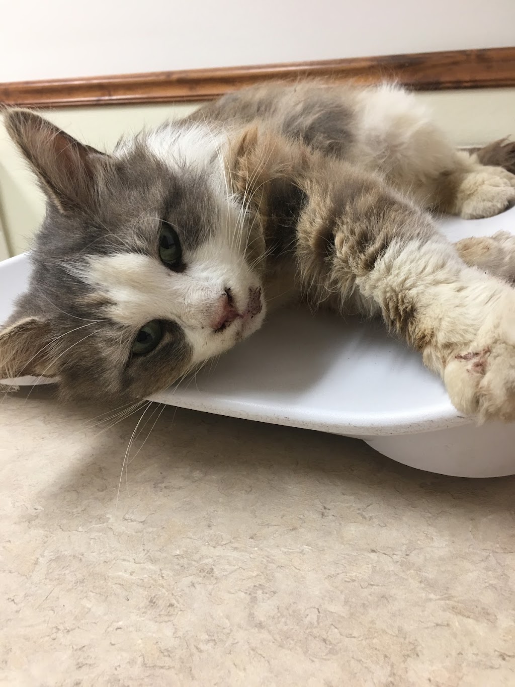 Connersville Veterinary Clinic | 808 E County Rd 250 S, Connersville, IN 47331, USA | Phone: (765) 825-9620