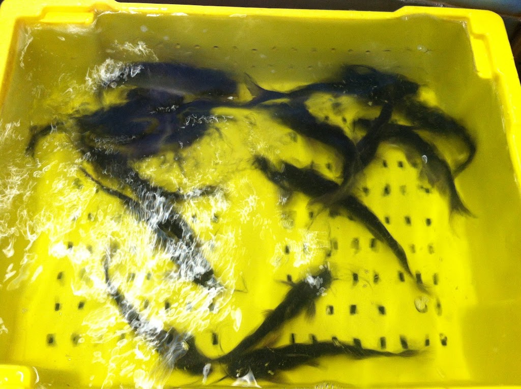 Fish Haven Farm | 978 Owego Rd, Candor, NY 13743, USA | Phone: (607) 659-3474