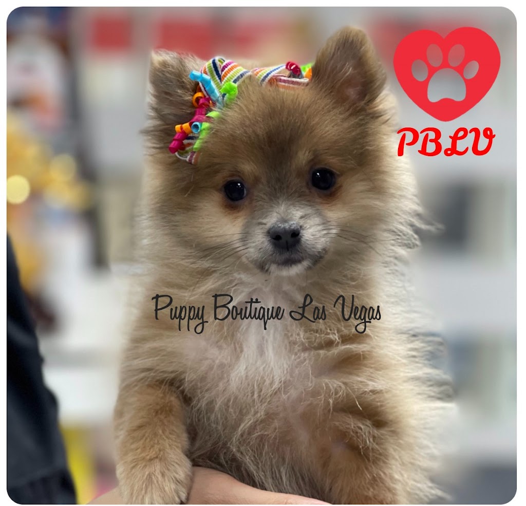 Puppy Boutique Las Vegas | 4343 N Rancho Dr #244, Las Vegas, NV 89130, USA | Phone: (702) 658-8820