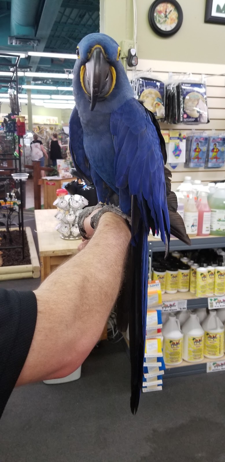 Varietees Exotic Bird Store | 60 Meramec Valley Plaza, Valley Park, MO 63088 | Phone: (636) 225-2473