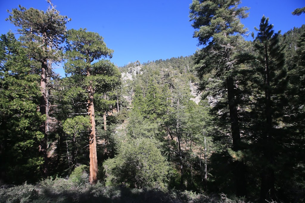 Burkhart Trail to Cooper Canyon Falls | Burkhart Trail, Pearblossom, CA 93553, USA | Phone: (626) 574-1613