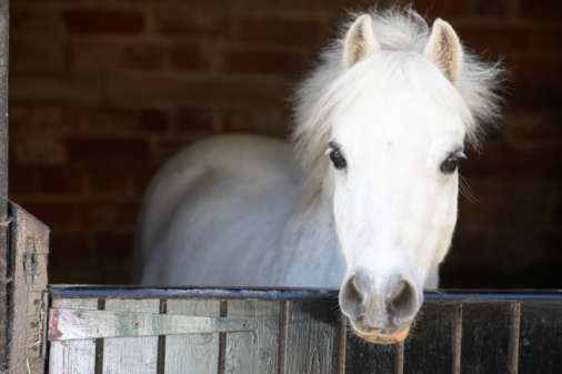 Countryside Equine Veterinary Service | 2601 NE 259th St, Ridgefield, WA 98642 | Phone: (360) 887-7814