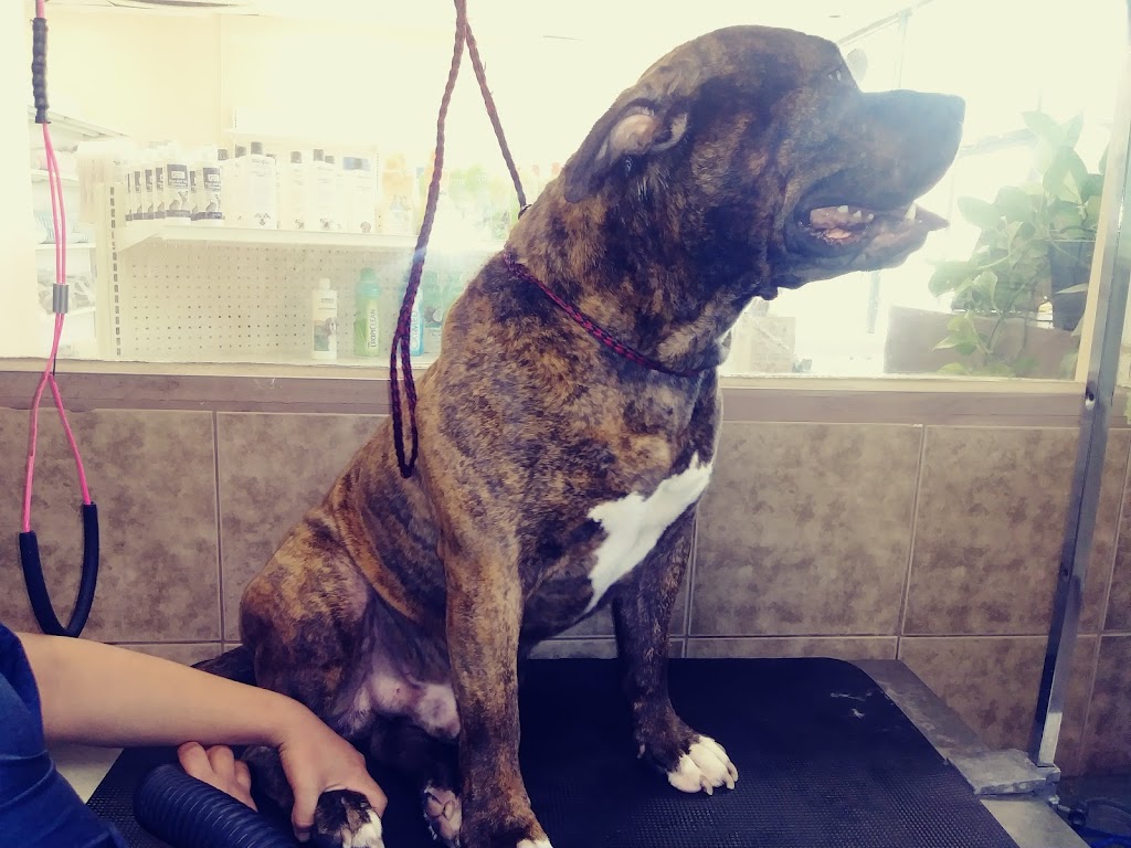 Lucky Pets Grooming Salon | 1565 W Holt Ave #2, Pomona, CA 91768, USA | Phone: (909) 271-9686