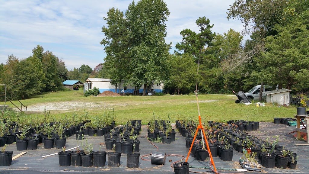 Cedar Grove Blueberry Farm | 105 Persimmon Hill Ln, Cedar Grove, NC 27231, USA | Phone: (919) 593-4715