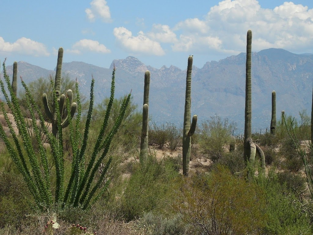 Garden Realty | 2343 W Old Ajo Hwy, Tucson, AZ 85746, USA | Phone: (520) 883-4444