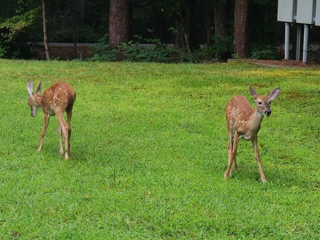 Buford Dam Park | 1200 Saddle Dike #3, Buford, GA 30518 | Phone: (770) 945-9531