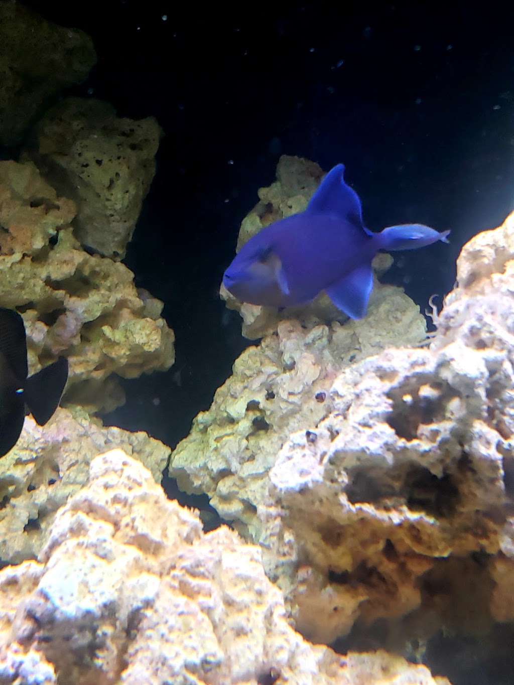 Aquarium Dynamics | 2705 E McDowell Rd, Phoenix, AZ 85008, USA | Phone: (602) 275-1951