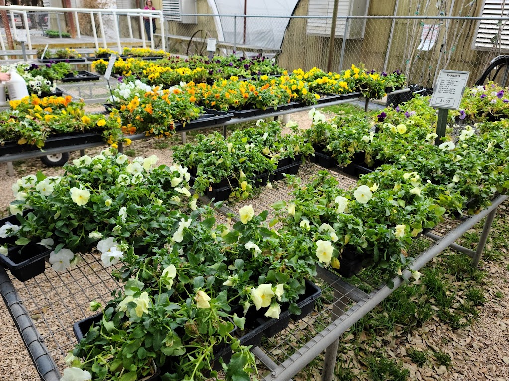 Hill Country African Violets and Nursery | 32005 I. H. 10 West, Boerne, TX 78006, USA | Phone: (830) 249-2614