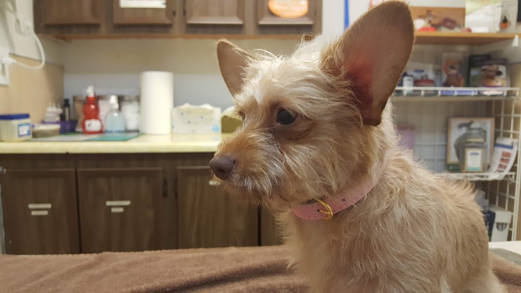 Gateway Veterinary Hospital | 11222 NE Halsey St, Portland, OR 97220, USA | Phone: (503) 253-2142