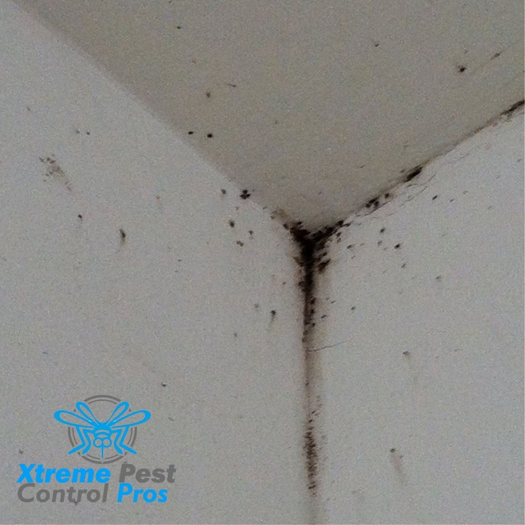 Xtreme Pest Control | 1147 Brookview Cir, Pickerington, OH 43147, USA | Phone: (740) 660-3671