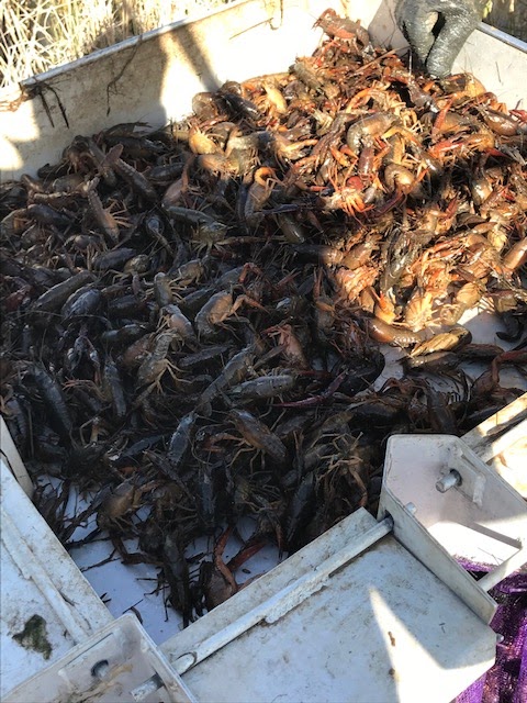 Crawfish haus | 1273 River Terrace, New Braunfels, TX 78130 | Phone: (832) 282-2997