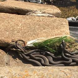 Sureguard Termite & Pest Services | 3261 FM 663 Suite D, Midlothian, TX 76065, USA | Phone: (972) 406-8600