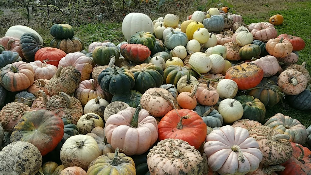 Peters Pumpkins & Carmens Corn | 12860 Old Brick Yard Rd, Shakopee, MN 55379, USA | Phone: (952) 906-0247