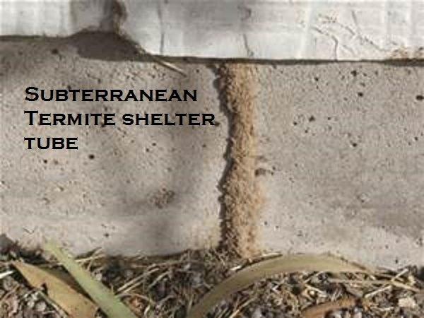 Pinellas Termite and Pest Control Inc. | 12353 91st Terrace, Seminole, FL 33772, USA | Phone: (727) 488-4868