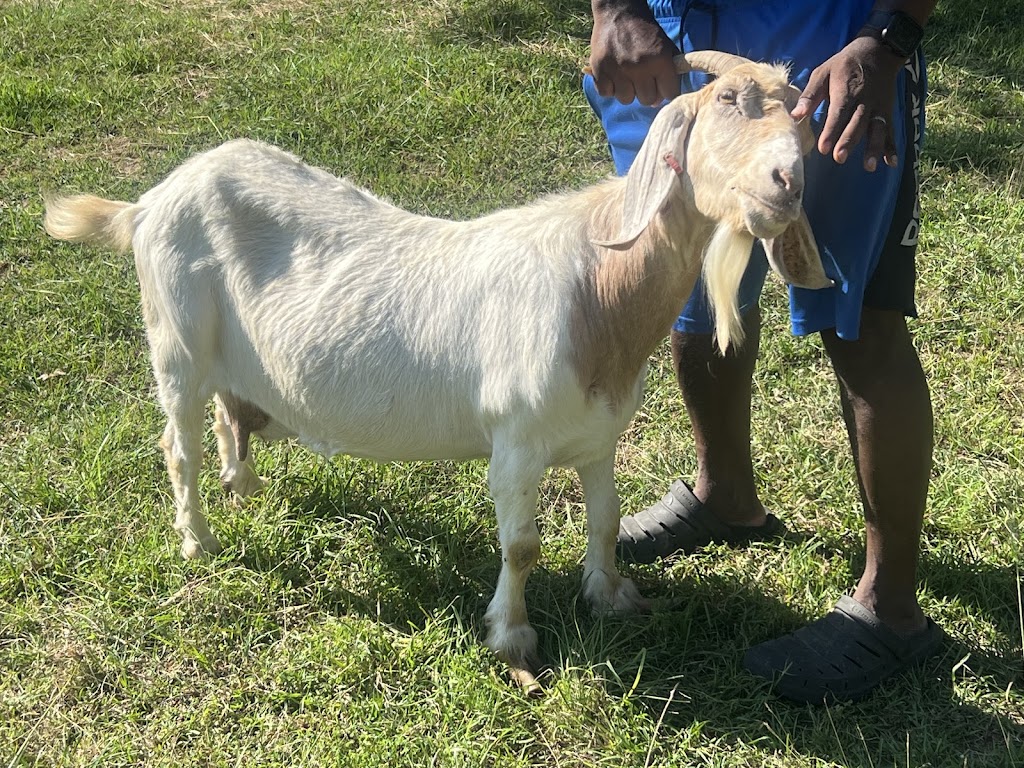 Salamis Farms | 10349 Shadow Valley Ct, Burleson, TX 76028, USA | Phone: (918) 815-0245