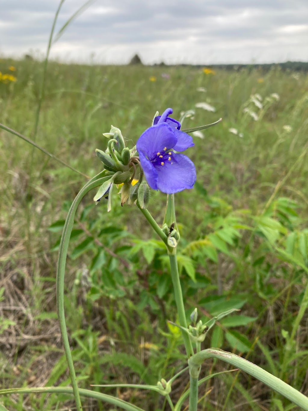 Hastings Sand Coulee Scientific and Natural Area (SNA) | Glacier Way, Hastings, MN 55033, USA | Phone: (651) 259-5800