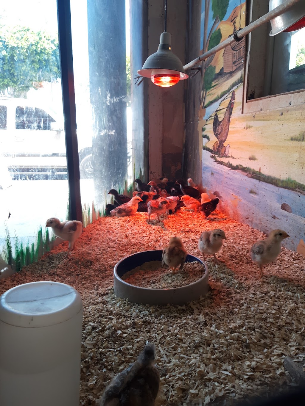 Johns Feed 2 | 2048 E Florence Ave, Los Angeles, CA 90001, USA | Phone: (323) 585-6890