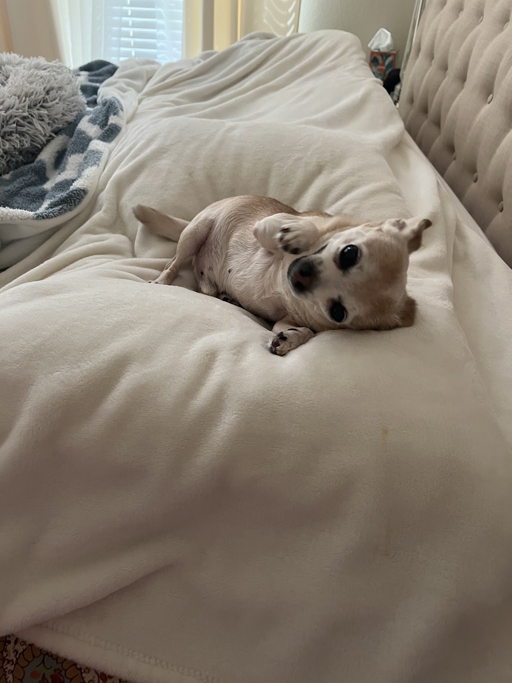 Acorn Veterinary Clinic | 1340 E Covell Blvd # 101, Davis, CA 95616, USA | Phone: (530) 753-7580