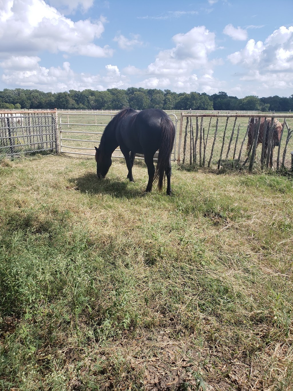 Twin Horn Ranch | 2856 US-380, Greenville, TX 75401, USA | Phone: (903) 423-6700