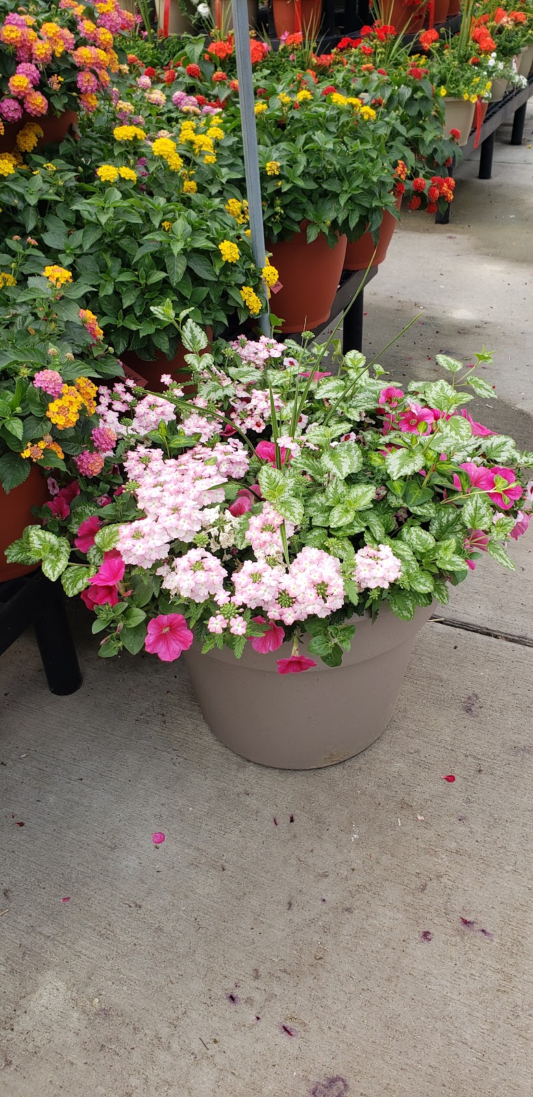 Wardells Garden Center | 7713 Dutch Rd #9732, Waterville, OH 43566, USA | Phone: (419) 878-4195