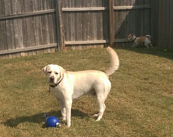 Parker Sitting - North Texas Dog Sitter | 1418 Feather Crest Dr, Krum, TX 76249, USA | Phone: (940) 255-1675
