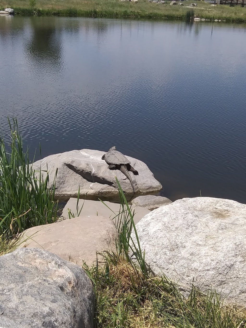 Westminster Station Pond | R0100116, Denver, CO 80221, USA | Phone: (303) 658-2400 Westminster Station Pond | R0100116, Denver, CO 80221, USA | Phone: (303) 658-2400