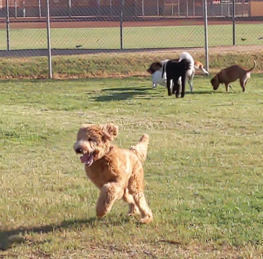 Sahuaro Ranch Dog Park | 9901 N 63rd Ave, Glendale, AZ 85302, USA | Phone: (623) 930-2820