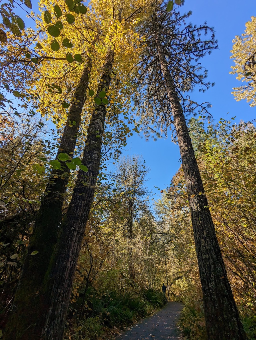Tualatin Hills Nature Park | 15655 SW Millikan Way, Beaverton, OR 97006, USA | Phone: (503) 645-6433