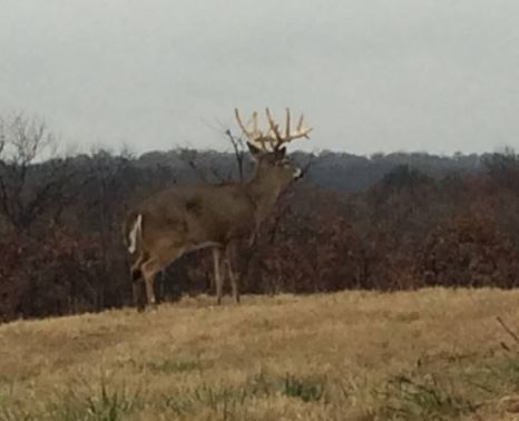 Pogany Whitetails | 20182 Indian Rd, Kellyville, OK 74039, USA | Phone: (918) 521-5018