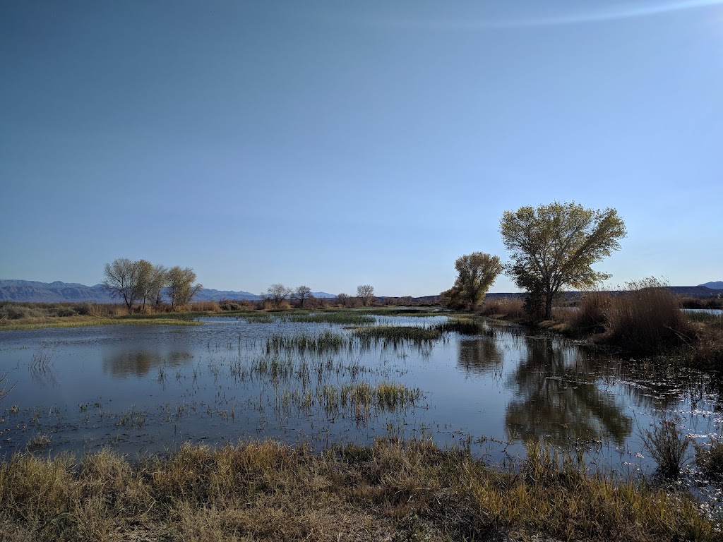 Overton Wildlife Management Area | 1000 Waterfowl Rd, Overton, NV 89040, USA | Phone: (702) 486-5127