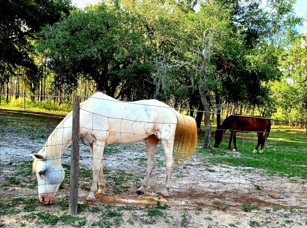 H&L Ranch & Blueberry Farm | 24537 Evaline St, Brooksville, FL 34601, USA | Phone: (352) 797-0822