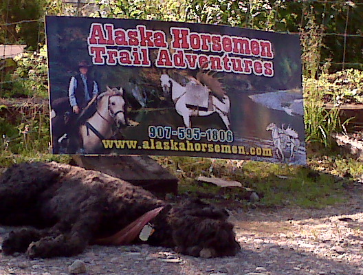 Alaska Horsemen Trail Advntrs | 35090 Quartz Creek Rd, Cooper Landing, AK 99572, USA | Phone: (907) 595-1806