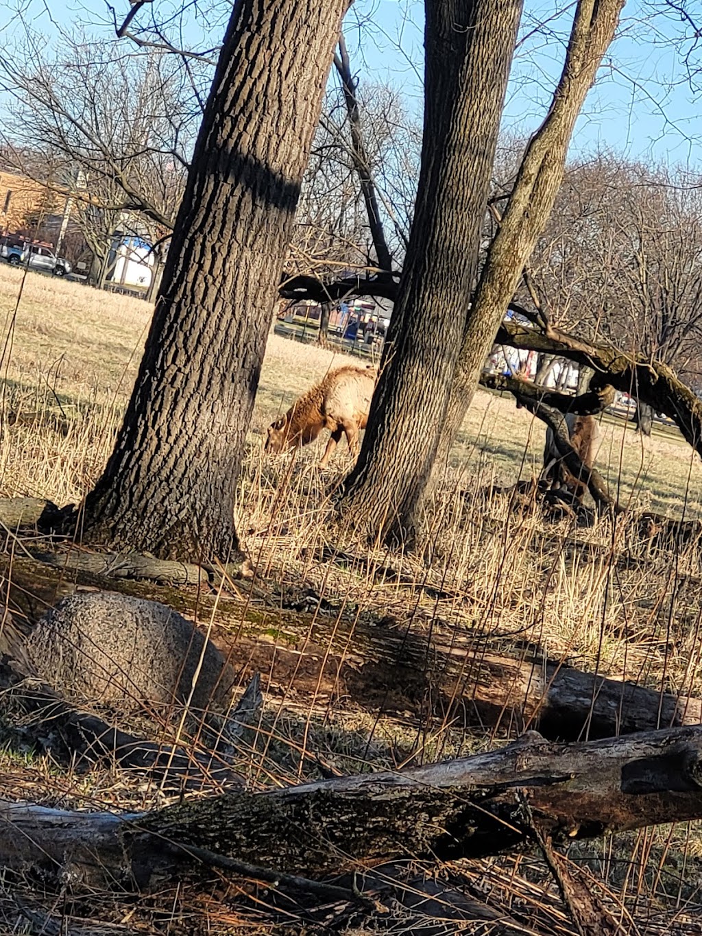 Busse Forest Elk Pasture | 225 N Arlington Heights Rd, Elk Grove Village, IL 60007, USA | Phone: (800) 870-3666