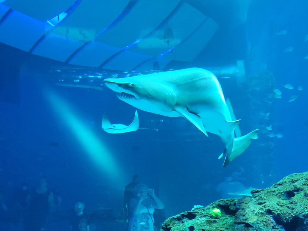 Mississippi Aquarium | 2100 E Beach Blvd, Gulfport, MS 39501, USA | Phone: (228) 241-1300