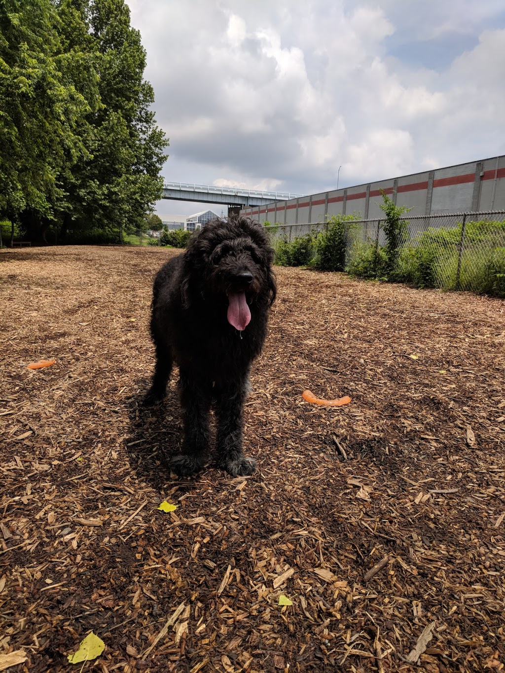 Bernard Dog Run | Hazelwood Trail, Pittsburgh, PA 15201, USA | Phone: (412) 913-0744