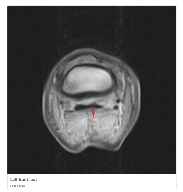 Equine MRI of MD, LLC | 15801 Old York Rd, Monkton, MD 21111, USA | Phone: (410) 999-4060