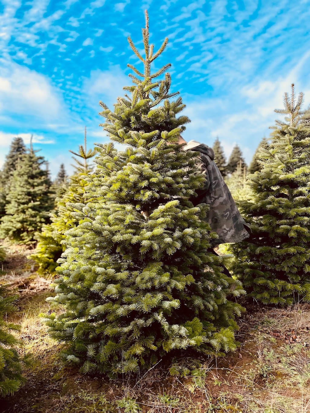 Christmas Mountain Choose and Cut | 25470 NW Dixie Mountain Rd, Scappoose, OR 97056, USA | Phone: (503) 621-3169