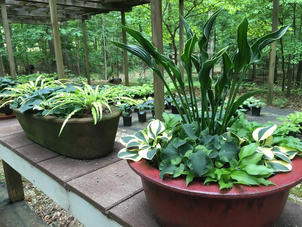 Catalina Gardens Hostas | 1150 Corner Rd, Powder Springs, GA 30127 | Phone: (770) 943-7530