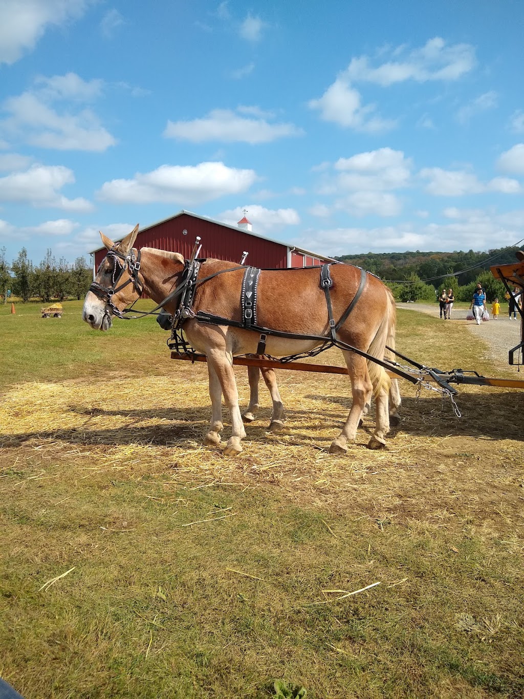 Melicks Town Farm - Califon Orchards | 472 County Rd 513, Califon, NJ 07830, USA | Phone: (908) 832-2905