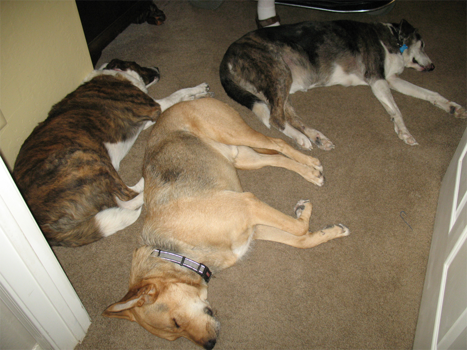 Dynamite Creek Animal Hospital | 28212 N Tatum Blvd # D1, Cave Creek, AZ 85331, USA | Phone: (480) 488-3002