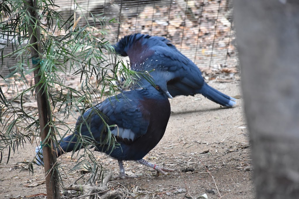 Wings of the World Aviary | Escondido, CA 92027, USA | Phone: (619) 231-1515