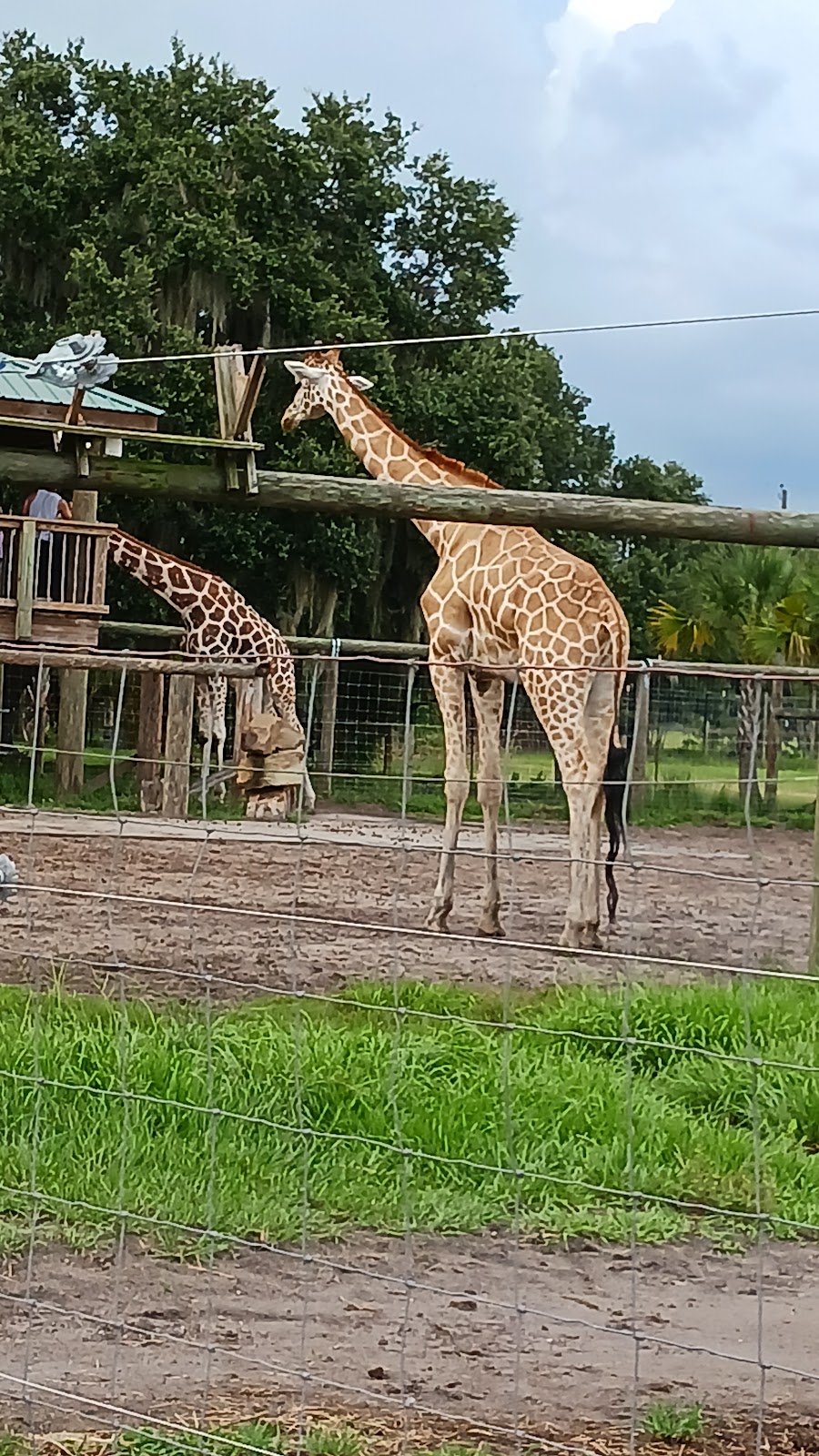 Wild Florida Safari | 3052 Lake Cypress Rd, Kenansville, FL 34739, USA | Phone: (407) 957-3135