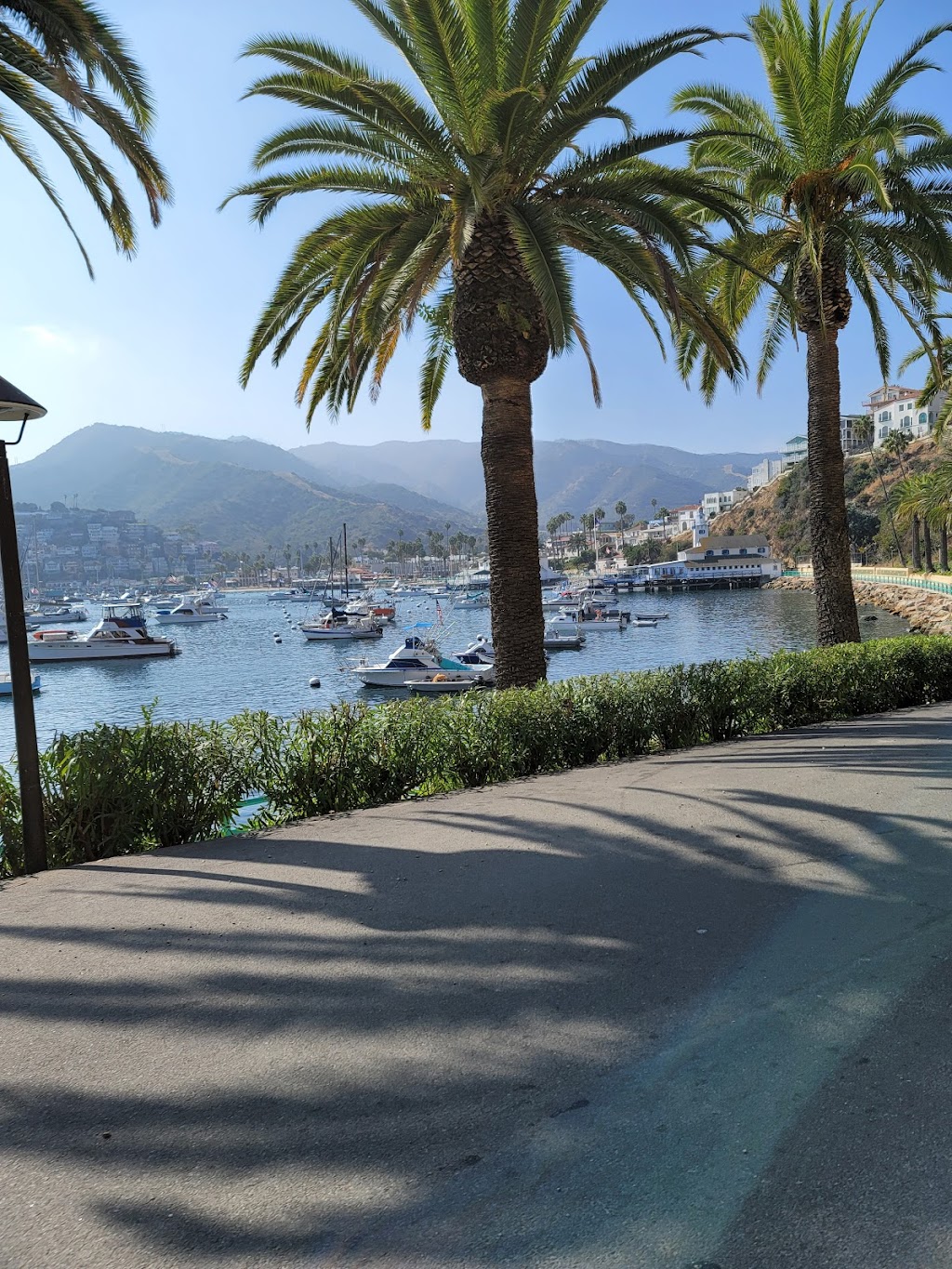 Catalina Island Golf Cart Rental | 625 Crescent Ave, Avalon, CA 90704, USA | Phone: (310) 510-0369