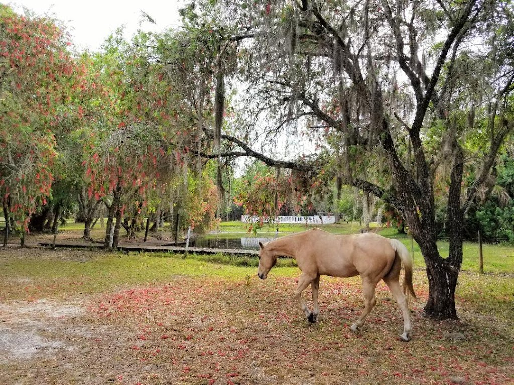Bits of Paradise Ranch | 8200 Ibis St, Sarasota, FL 34241, USA | Phone: (941) 312-2110