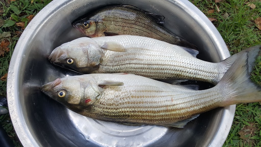 Fishing Fever Tackle | 1104 W Fairfield Rd, High Point, NC 27263, USA | Phone: (336) 434-3474