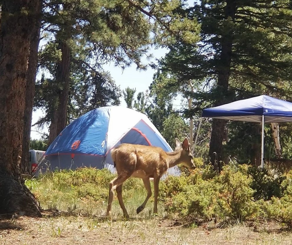 Springdale Campground | Rampart Range Rd, Woodland Park, CO 80863 | Phone: (719) 553-1400