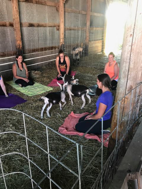 Have Ya Herd Goat Yoga & Corn Maze | 517 County Rd Ss, Roberts, WI 54023, USA | Phone: (612) 816-0722