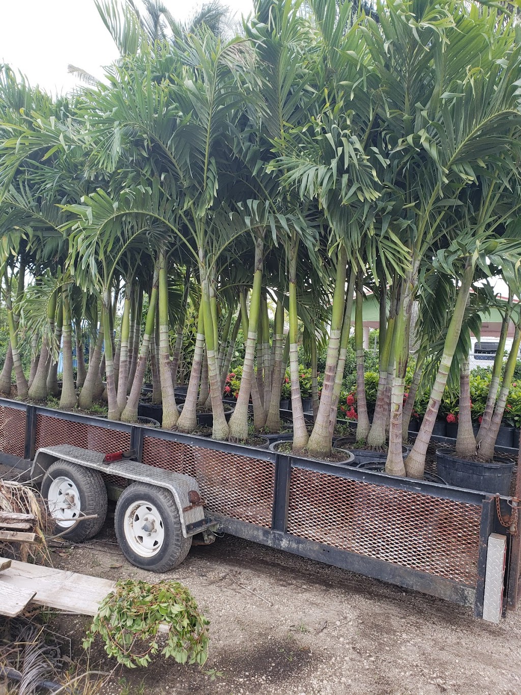 Caballeros Plants Nursery Inc | 18550 SW 168th St, Miami, FL 33187, USA | Phone: (786) 295-3413