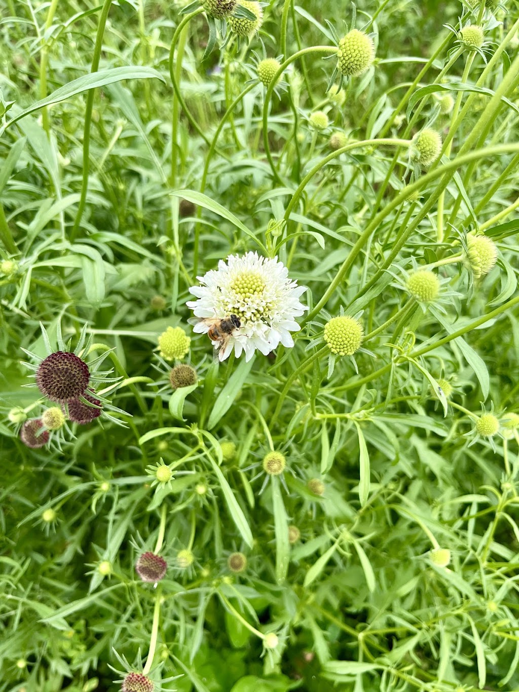 Chickapoo Farm-Country Escapes & Pick Your Own Gardens | 1167 Haley Rd, Shelbyville, KY 40065, USA | Phone: (502) 640-3033