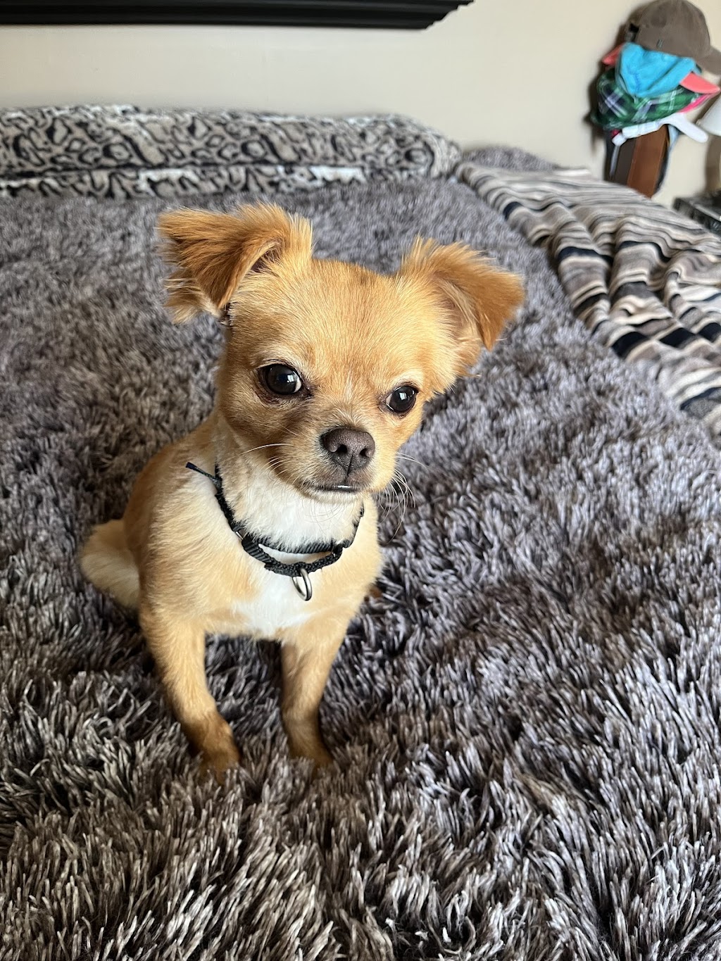 Providence Animal Center | 555 Sandy Bank Rd, Media, PA 19063, USA | Phone: (610) 566-4575